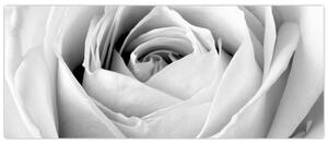 Obraz - Detail kvetu ruže (120x50 cm)
