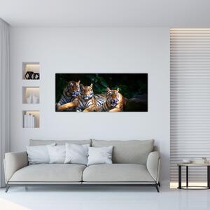 Obraz - Tigrii bratia (120x50 cm)