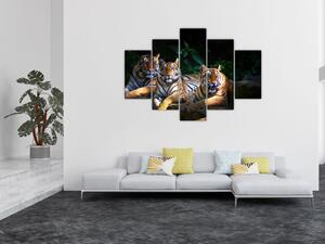 Obraz - Tigrii bratia (150x105 cm)