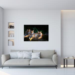 Obraz - Tigrii bratia (90x60 cm)