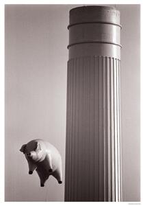 Plagát, Obraz - Pink Floyd - Animals – Inflatable pig 1976