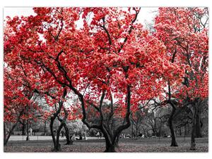 Obraz - Červené stromy, Central Park, New York (70x50 cm)