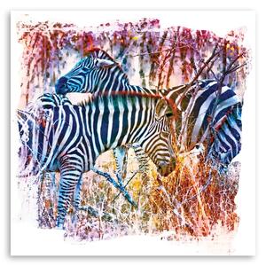 Obraz na plátne Stádo modrých zebier - Andrea Haase Rozmery: 30 x 30 cm