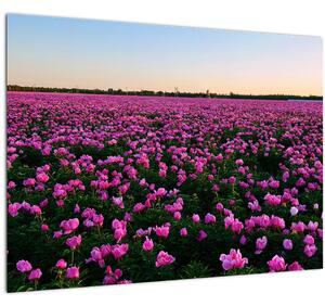 Obraz - Lúka fialových tulipánov (70x50 cm)