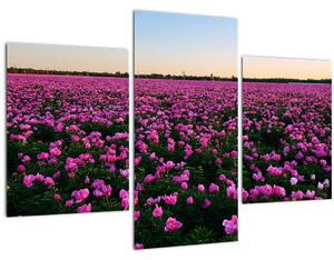 Obraz - Lúka fialových tulipánov (90x60 cm)