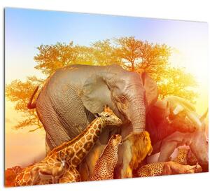 Obraz afrických zvieratiek (70x50 cm)
