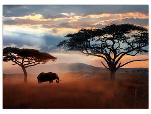 Obraz - Národný park Serengeti, Tanzánia, Afrika (70x50 cm)
