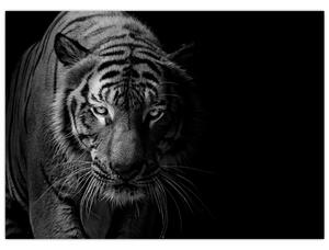Obraz divokého tigra (70x50 cm)