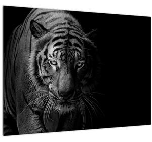 Obraz divokého tigra (70x50 cm)
