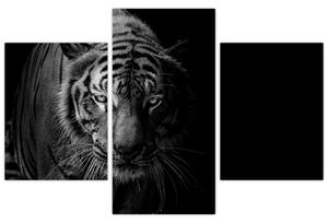 Obraz divokého tigra (90x60 cm)