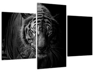 Obraz divokého tigra (90x60 cm)
