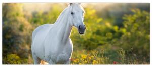 Obraz bieleho koňa na lúke (120x50 cm)