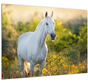 Sklenený obraz bieleho koňa na lúke (70x50 cm)