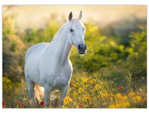 Sklenený obraz bieleho koňa na lúke (70x50 cm)