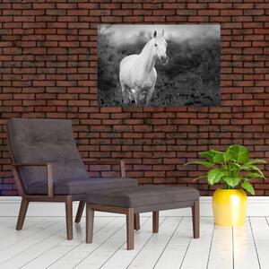 Obraz bieleho koňa na lúke, čiernobiela (90x60 cm)