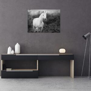 Obraz bieleho koňa na lúke, čiernobiela (70x50 cm)