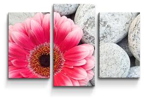 Sablio Obraz - 3-dílný Gerbera na kameňoch - 75x50 cm