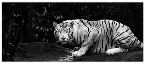 Obraz - Tiger albín, čiernobiely (120x50 cm)