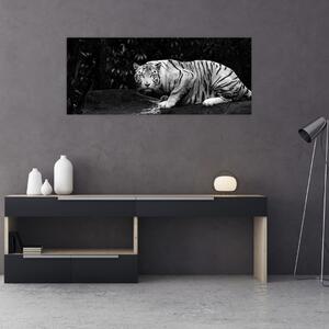 Obraz - Tiger albín, čiernobiely (120x50 cm)