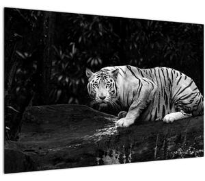 Obraz - Tiger albín, čiernobiely (90x60 cm)