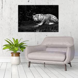 Obraz - Tiger albín, čiernobiely (90x60 cm)