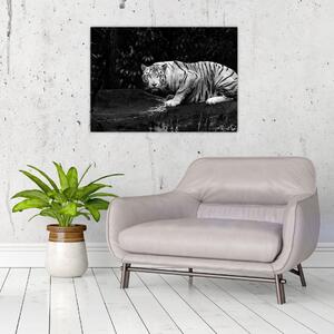 Obraz - Tiger albín, čiernobiely (70x50 cm)