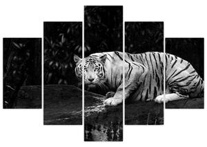 Obraz - Tiger albín, čiernobiely (150x105 cm)