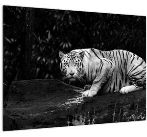 Obraz - Tiger albín, čiernobiely (70x50 cm)