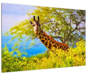 Obraz žirafy v Afrike (90x60 cm)