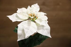 Biela vianočná ruža na stonke 65cm