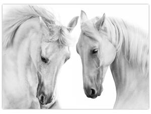 Obraz bielych koní (70x50 cm)