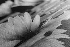 Obraz lotosový kvet v čiernobielom prevedení