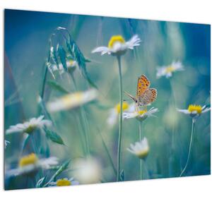 Obraz - Motýľ na sedmokráske (70x50 cm)