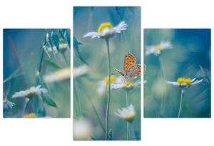 Obraz - Motýľ na sedmokráske (90x60 cm)