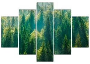 Obraz - Borovicový les (150x105 cm)