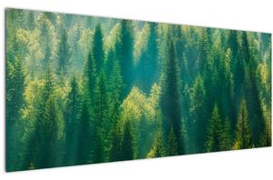 Obraz - Borovicový les (120x50 cm)