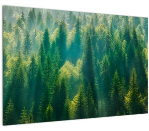 Obraz - Borovicový les (90x60 cm)