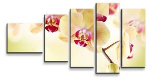 Sablio Obraz - 5-dílný Orchidea 2 - 100x60 cm