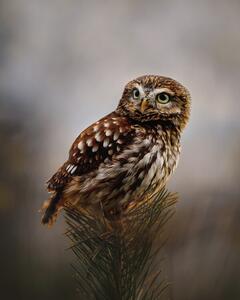Fotografia Morning with owl, Michaela Firesova