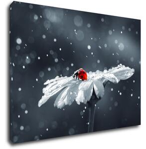 Impresi Obraz Lienka na kvetine - 70 x 50 cm