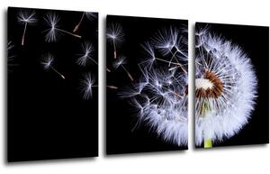 Impresi Obraz Púpava na čiernom pozadí - 120 x 60 cm (3 dielný)