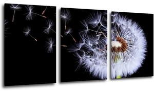 Impresi Obraz Púpava na čiernom pozadí - 150 x 70 cm (3 dielny)