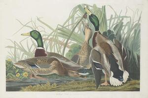 John James (after) Audubon - Umelecká tlač Mallard Duck, 1834, (40 x 26.7 cm)