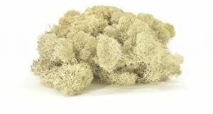 Stabilizovaný mach - lišajník - biely Váha: 250g