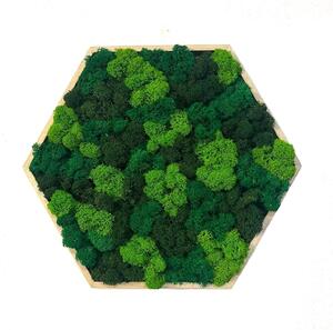 Machový obraz - Hexagon - mix Veľkosť rámu: 21cm ( v najširšom bode )