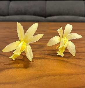 Stabilizované kvety Orchidea Cattleya - žlté Kus: 1