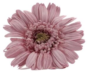 Stabilizované kvety Gerbera - ružové Kus: 1