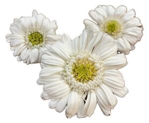 Stabilizované kvety Gerbera - bielozelený Kus: 1