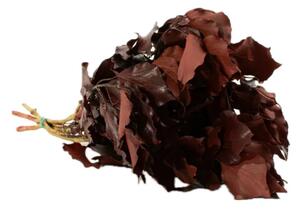 Stabilizovaný brečtan Burgundy - červený