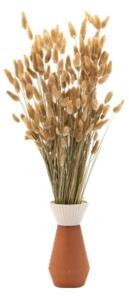 Sušené kvety Lagurus – natural